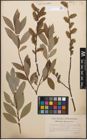 Foto von Salix caprea L. x Salix purpurea L.